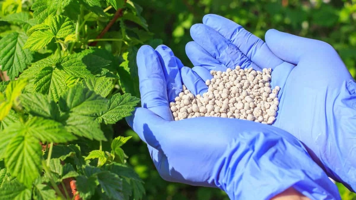 Organic fertilizer supply for Kerman greenhouses, first class quality
