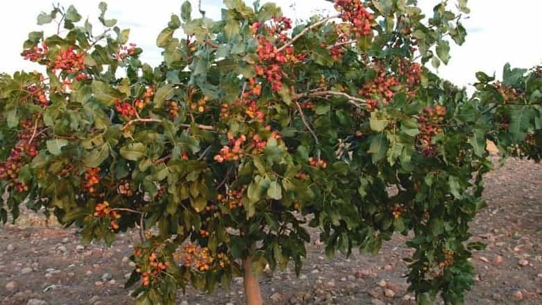 کودهای ارگانیک مخصوص درختان پسته، افزایش عملکرد با روش طبیعی