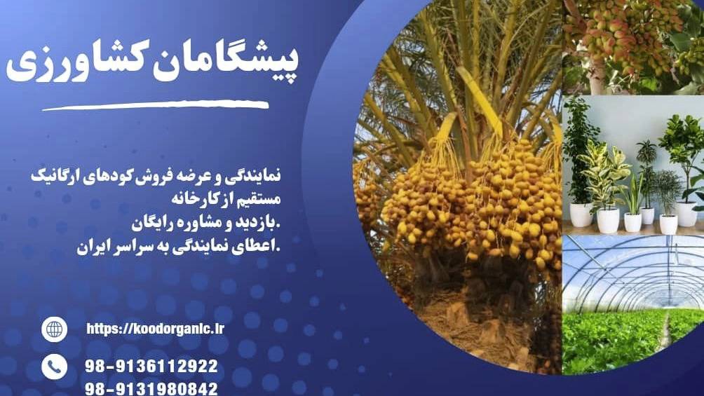 بهترین کود ارگانیک برای درخت